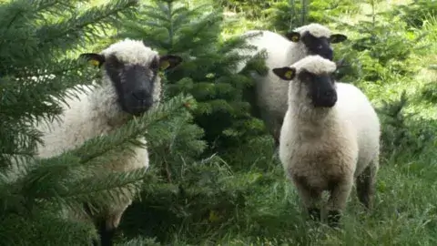 Drei Schafe mit schwarzem Gesicht und weißen Wollkörpern stehen zwischen grünen Tannenbäumen auf einer Wiese.