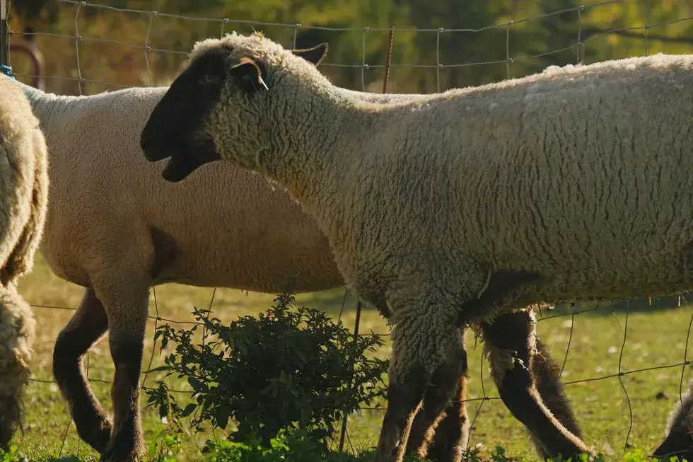 Shropshire Schaf mit schwarzem Kopf und beigem Körper steht auf einer Wiese vor einem Drahtzaun.