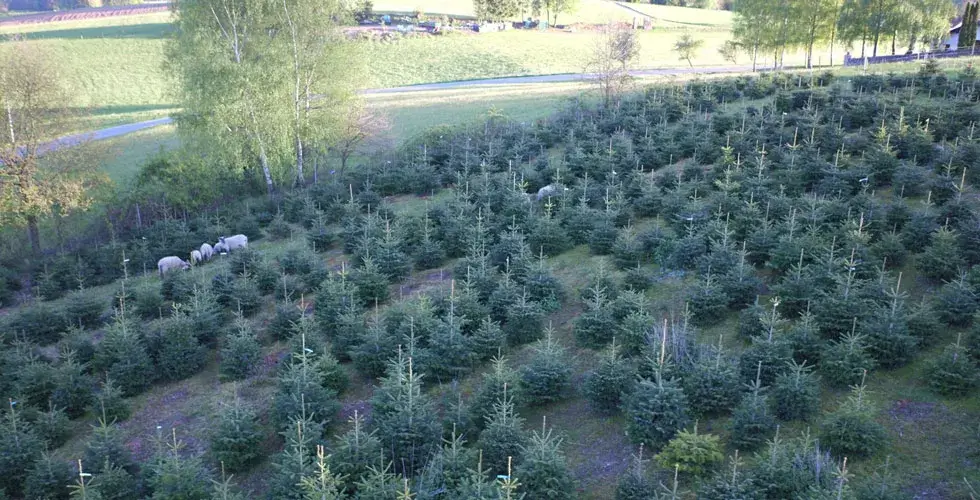 Luftaufnahme eines Baumschulfelds mit jungen Nadelbäumen und einer Gruppe Schafe am linken Bildrand.