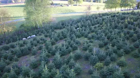 Tannenbaum Kultur am Helsighof