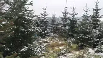 Nadelbäume mit leichtem Schneebelag auf Ästen und Boden, bewölkter Himmel im Hintergrund.